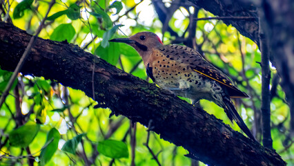 Northern flicker perching on branches