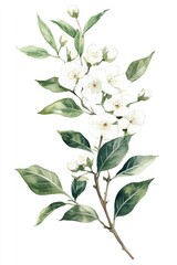 Fototapeta premium Watercolor Myrtle Branch with Blooming Flowers and Leaves on White Background