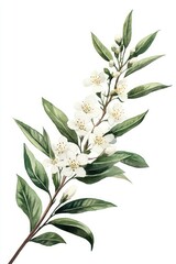 Obraz premium Watercolor Myrtle Branch with Blooming Flowers in Delicate Green Foliage, Botanical Illustration on White Background