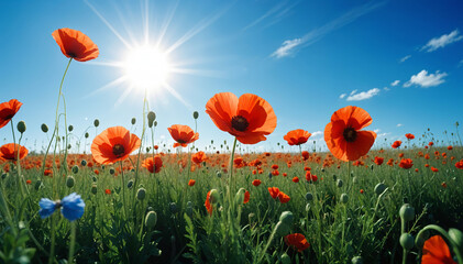 Fototapeta premium Vibrant red poppy flowers in a field under a bright, sunny sky