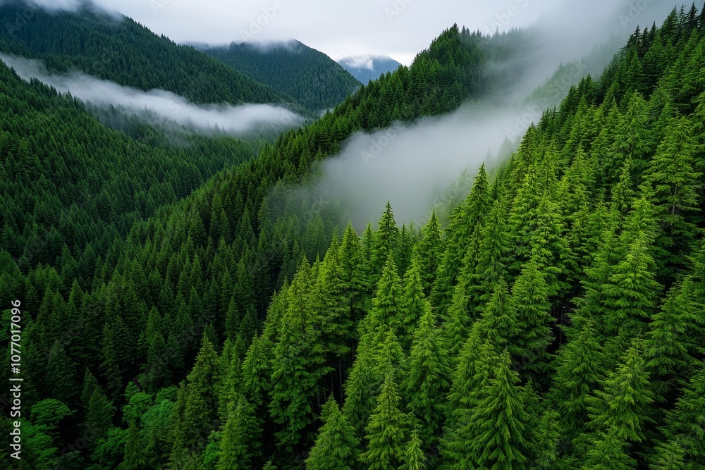 Poster foggy morning landscape in a dense forest, with soft light filtering through tall pine trees