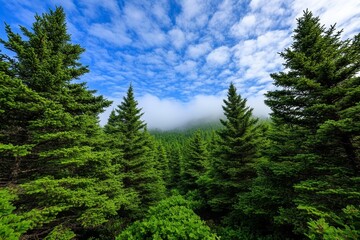 Foggy morning landscape in a dense forest, with soft light filtering through tall pine trees