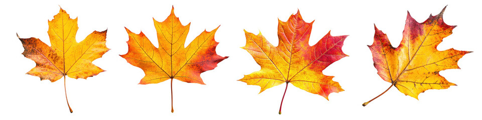 Obraz premium set of 4 maple leaves