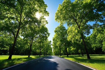 Obraz premium Quiet countryside road lined with tall trees, dappled sunlight filtering through the leaves