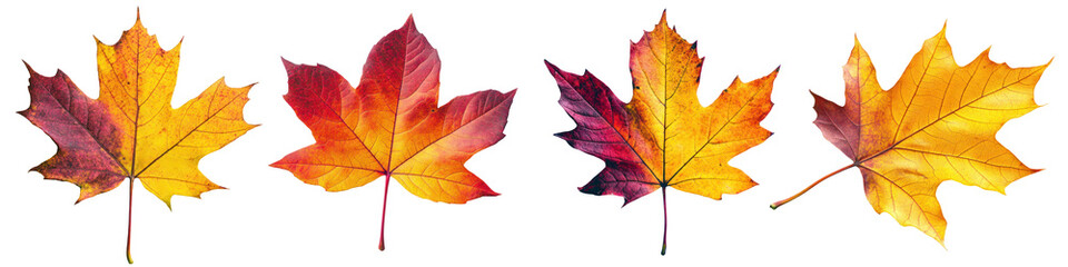 Fototapeta premium set of 4 maple leaves