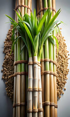 Fototapeta premium Sugarcane Rice Stalks Vector Clean Illustration Prosperity Harvest Pongal Infographic Materials Stock Concept Design Graphic Agriculture Crop Farming