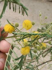Fototapeta premium vachellia nilotica flower.Acacia nilotica yellow flower or flower of the Gum arabic tree 
