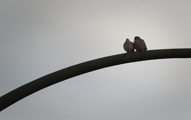 Obraz premium Two pigeons sit together on a city lamp post