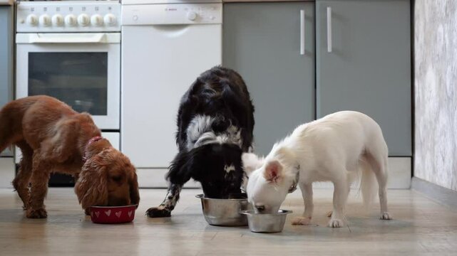 Three dogs of different colors eating from plates. Dinner