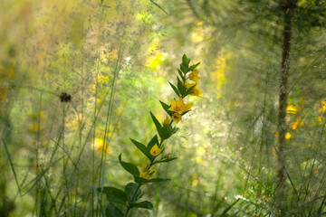 Punktierte Gilbweiderich (Lysimachia punctata) in mystischer Graslandschaft