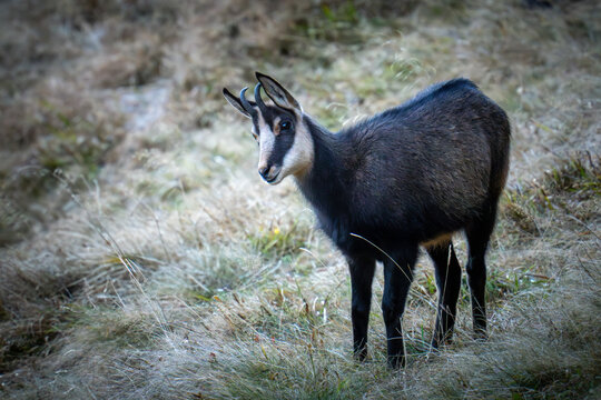 a chamois yearling on a mountain meadow at a autumn morning in the chamois rut