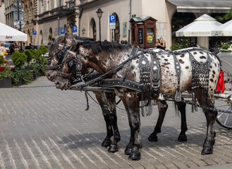 Elegant Carriage Horses in Traditional Harness: A Glimpse of Urban Charm
