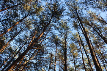 Obraz premium pine trees in autumn
