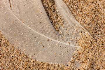 Obraz premium A gull feather lies almost covered with blowing sand grains along the beach at Harrington Beach State Park, Belgium, Wisconsin in mid-September