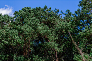 Obraz premium The natural background of the flower garden, Hydrangea, which is planted as a decoration in a coffee shop, resort, accommodation for customers to visit and use the service and the beauty 