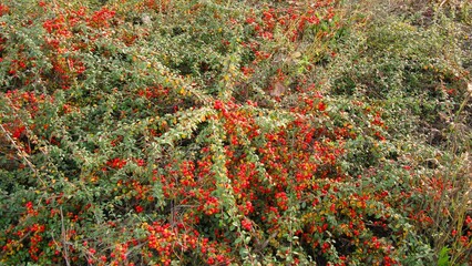 The Barberry Thunberg with berries. Background for autumn mood