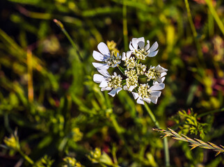White lace flower Orlaya grandiflora flowers. Apiaceae evergreen perennial plant. Numerous white flowers appear on the umbel from April to July.