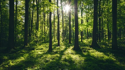 Naklejka premium Vibrant Summer Forest Sunlight Dappled Shadows Rich Green Foliage