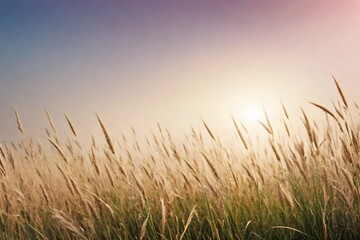 Fototapeta premium grass in the morning