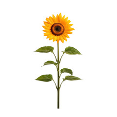 Fototapeta premium Bright sunflower with vibrant petals and green leaves on a white isolated background.