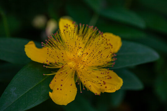 Blut-Johanniskraut (Hypericum androsaemum)