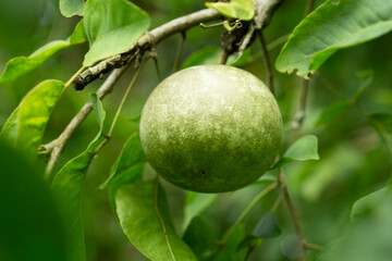 A Stone Apple (Aegle Marmelos) hanging from a tree branch.