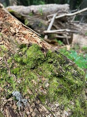 Obraz premium Tree with moss