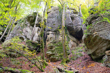 Mullerthal trail in Luxembourg between Echternach and Berdorf, hiking through a forest with...