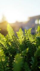 Fresh Green Ferns in Natural Light