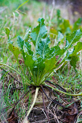 A sugar beet with vibrant green leaves grows in a natural setting