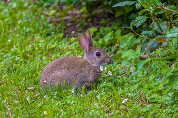 Fototapeta premium Cute young rabbit sitting in green grass