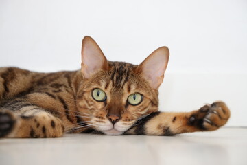 Cute bengal cat living in the apartment. Cute eyes.