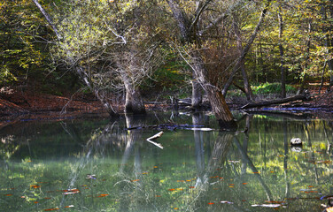 ducks on the river