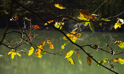 autumn leaves on the tree