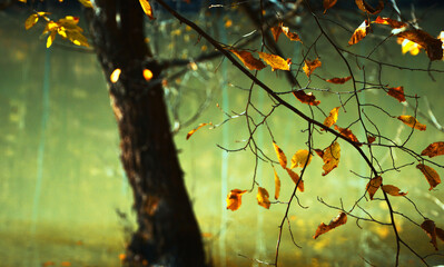 autumn leaves on a tree