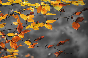 autumn leaves in the sun
