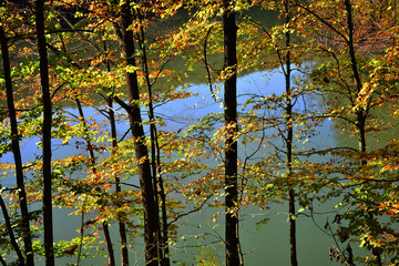 autumn forest by the lake