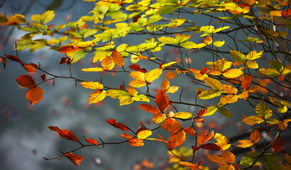autumn leaves background