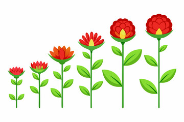 Obraz premium flower growth stages isolated on white background vector illustration