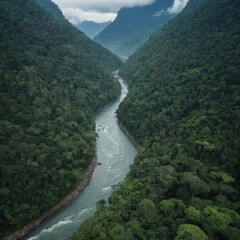 Fototapeta premium River Flowing Through Dense Tropical Jungle, Aerial View of Rainforest Landscape 