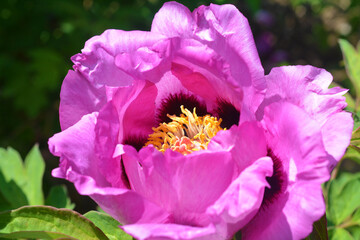 Peonia rosa