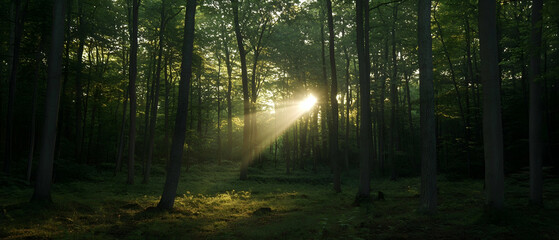 Fototapeta premium Sunlight streaming through a forest, creating a magical atmosphere.