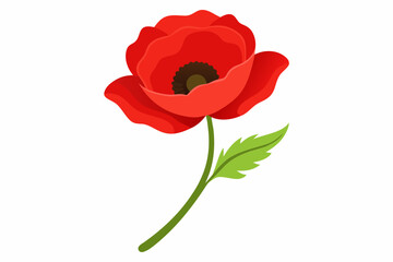 Obraz premium Single poppy flower isolated over white background