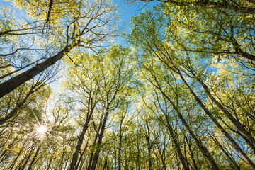 A sunstar graces through the maple canopy of the forest within the Pike Lake Unit, Kettle Moraine...