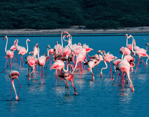 flamingos in lake