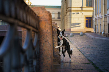border collie stands on its hind legs by a city railing, with a curious expression. The dog posture and the urban backdrop create a dynamic and lively scene.