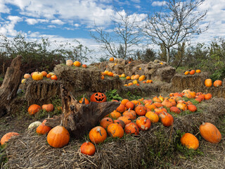 Halloween Pumpkin: Rustic Farm Scene at magic sky background