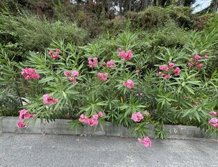 Close-up of Nerium Oleander pink flowers. Beautiful pink, double, flowers of the Oleander. Pink...
