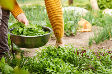 A woman holding a bowl of fresh spinach, sitting on a bed surrounded by a vegetable garden. The...