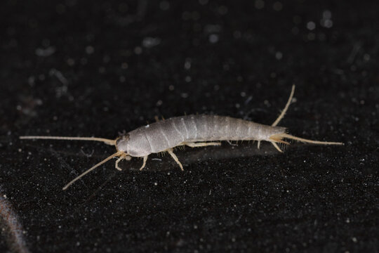 Silverfish, Lepisma saccharina on the floor in the bathroom lined with ceramic tiles.